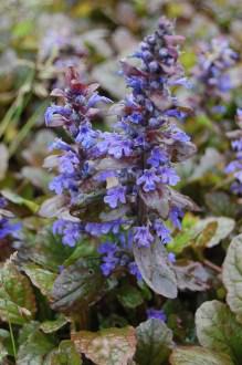 Ajuga reptans 'Braunherz' Flower (06/05/2012, Kew, London)