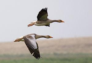 Greylag Geese (Anser anser) in flight Français...