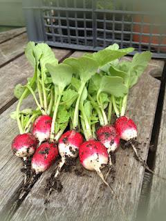 The first harvest of the new season....