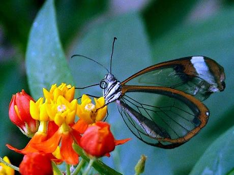 Wordless Wednesday - Beautiful butterfly