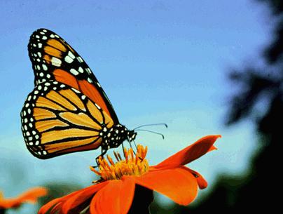 Wordless Wednesday - Beautiful butterfly