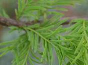 Plant Week: Taxodium Distichum