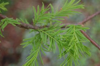 Taxodium distichum Leaf (05/05/2012, Kew, London)