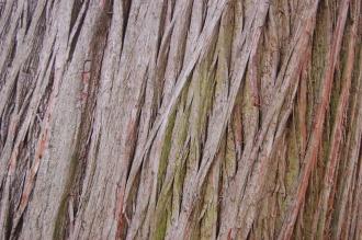 Swamp Cypress Bark (05/05/2012, Kew, London)