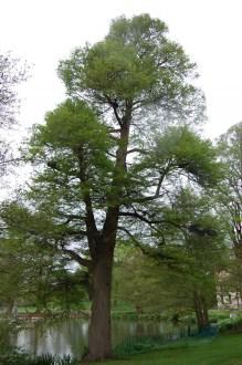 Swamp Cypress (05/05/2012, Kew, London)