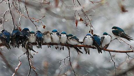 Beautiful Bird Huddles