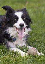 Border Collie