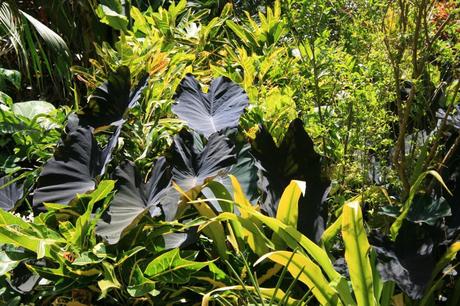 Hunte’s Garden, Barbados