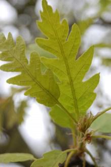 Turkey Oak (05/05/2012, Kew London)