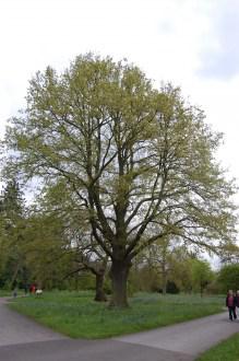 Turkey Oak (05/05/2012, Kew London)