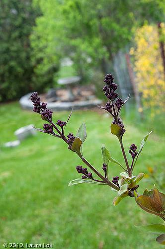 lilac bloom starts