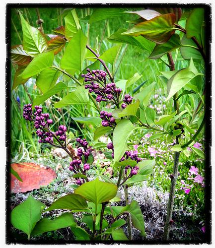 Spokane lilac