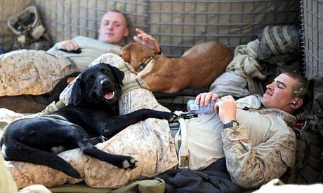 Dogs in Afghanistan Get New Homes With Foreign Soldiers