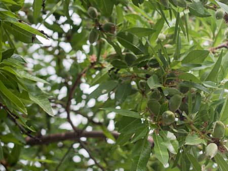 Young green almonds, commonly eaten in the region