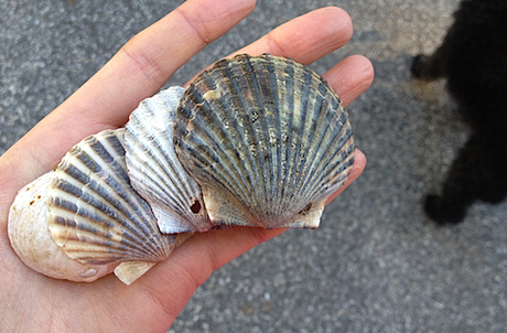 shells.png