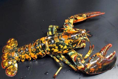 Calvin the Calico Lobster Beats the Odds, Avoids the Dinner Plate