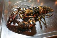Calvin the Calico Lobster Beats the Odds, Avoids the Dinner Plate