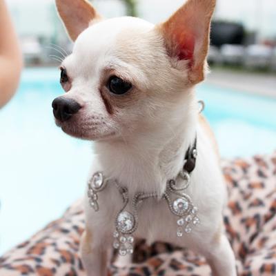 Amour, Amour diamond dog collar: © I Love Dogs Diamonds