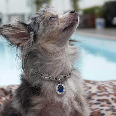Amour de la Mer diamond dog collar: © I Love Dogs Diamonds