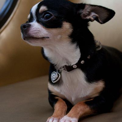 La Chéri diamond dog collar: © I Love Dogs Diamonds