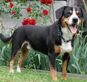 Entlebucher Mountain Dog