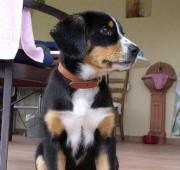 Entlebucher Mountain Dog