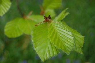 Beech Leaf (05/05/2012, Kew, London)