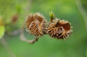 Beech Seed Case (05/05/2012, Kew, London)