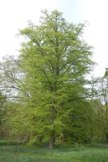 Beech (05/05/2012, Kew, London)