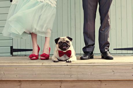 wedding fashions for cats and dogs. www.intimateweddings.com