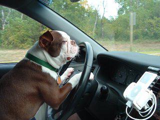 Dog driving the Google car: image via amazing-creature.blogspot.com