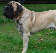 Mastiff