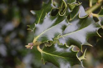 Holly Leaf (05/05/2012, Kew, London)