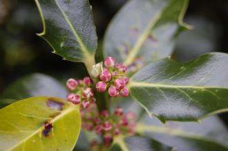 Holly Flower (05/05/2012, Kew, London)