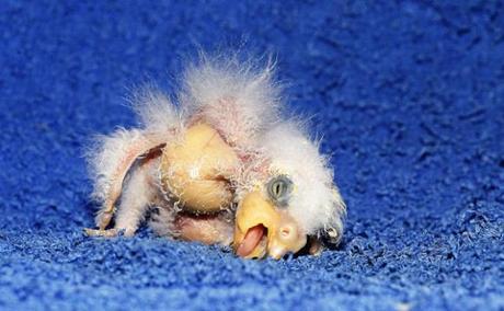 'Germany's Ugliest Parrot' Is The Leipzig Zoo's Newest Animal Celebrity