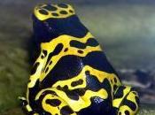 Featured Animal: Poison Dart Frog