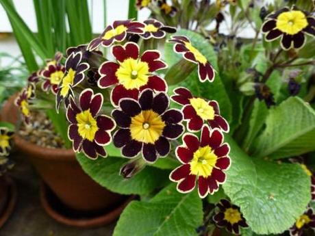 goldlace primula in flower