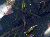 Peeing Lake Really Kill Fish?