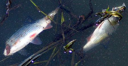 Can Peeing In A Lake Really Kill Fish?