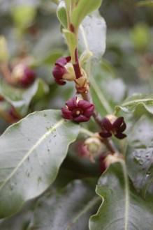 Pittosporum tenuifolium Flower (05/05/2012, Kew, London)