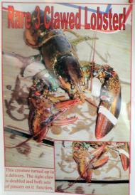 Three-Clawed Lobster Grabs Limelight With A Handy Extra Claw