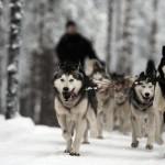 Husky dog sled