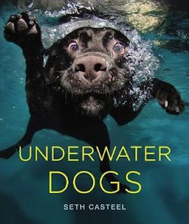 Underwater Dogs Make Me Smile