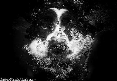 Underwater Dogs Make Me Smile