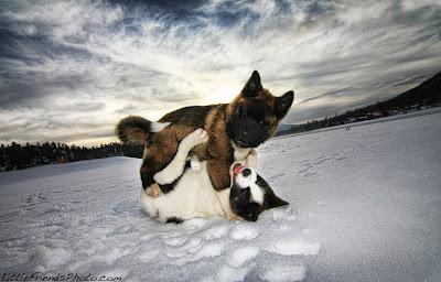 Underwater Dogs Make Me Smile