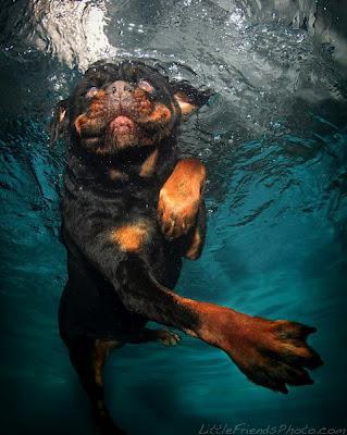 Underwater Dogs Make Me Smile