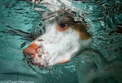 Underwater Dogs Make Me Smile