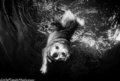 Underwater Dogs Make Me Smile