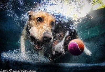 Underwater Dogs Make Me Smile