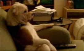 Dog TV gets your dog really involved in dog-appropriate programming: image via maniacworld.com